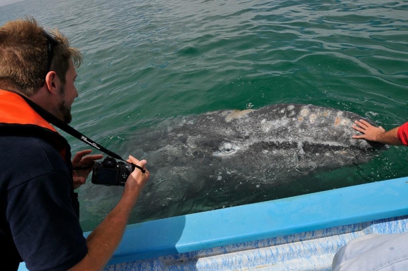besa a la ballena