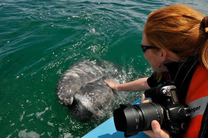 besa a la ballena