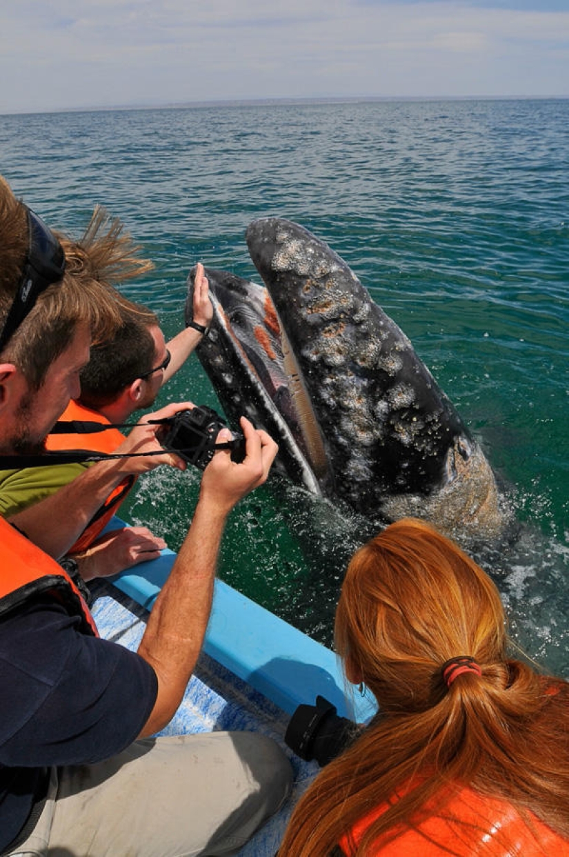 besa a la ballena