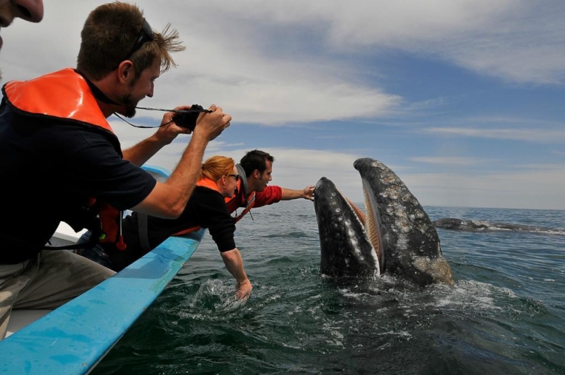 besa a la ballena