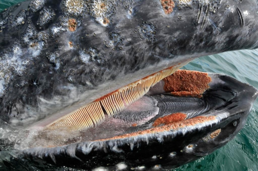 besa a la ballena
