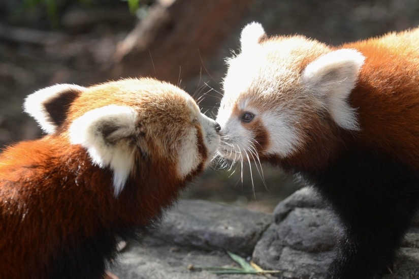 Best Kisses - 2014 Best Kisses - 2014