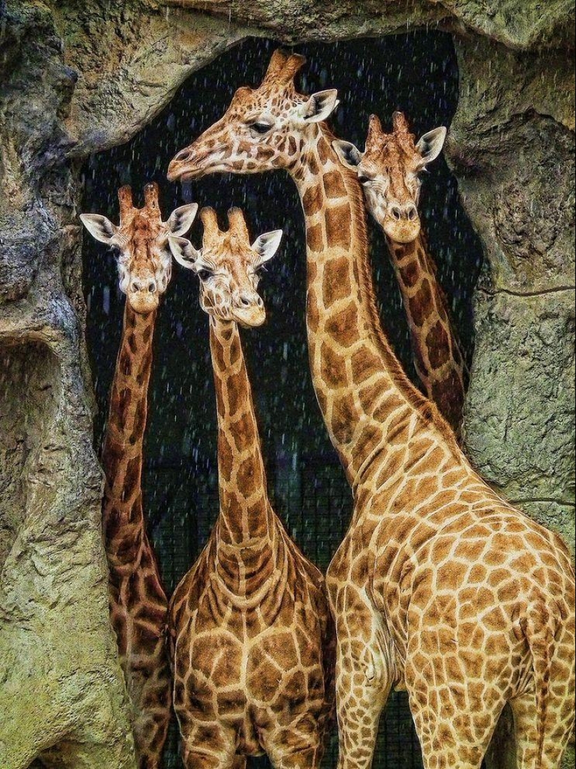 Best Photos from Sony World Photo Awards 2014