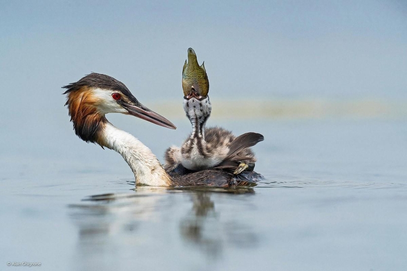 Best Wildlife Photos 2014 Best Wildlife Photos 2014