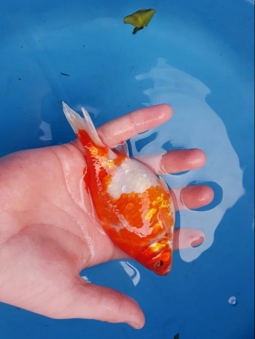 Bestias de fantasía: ¡15 animales con anomalías genéticas inusuales!