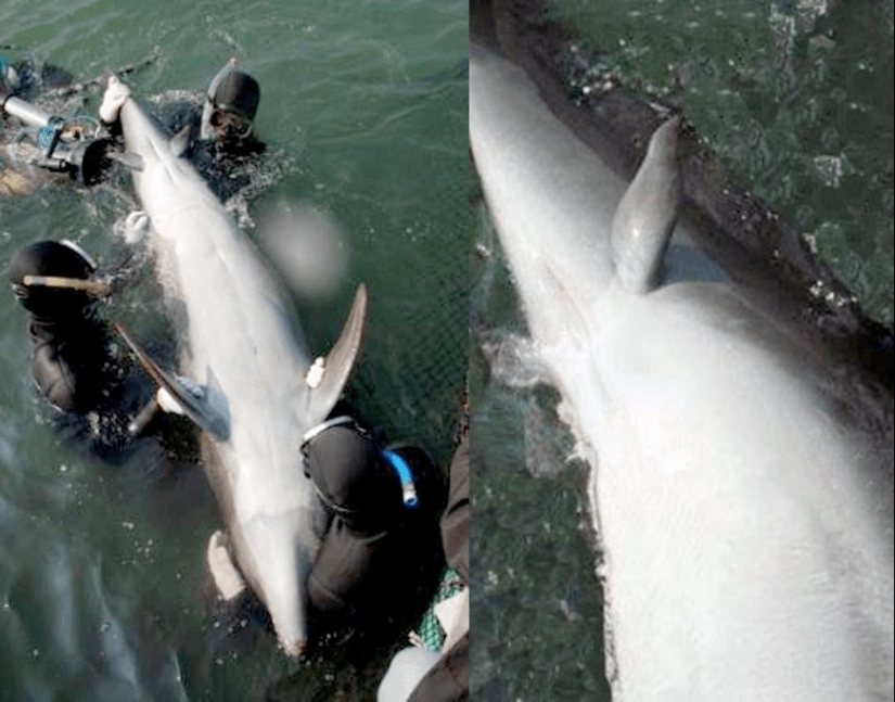 Bestias de fantasía: ¡15 animales con anomalías genéticas inusuales!