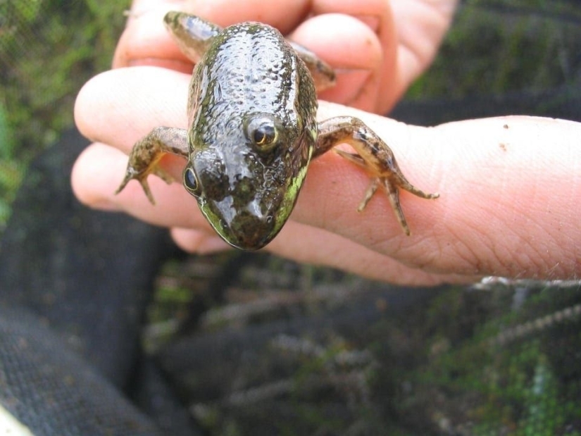 Bestias de fantasía: ¡15 animales con anomalías genéticas inusuales!
