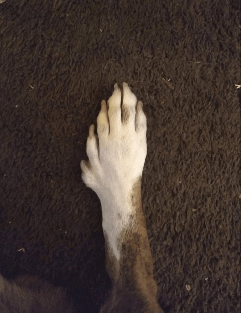 Bestias de fantasía: ¡15 animales con anomalías genéticas inusuales!