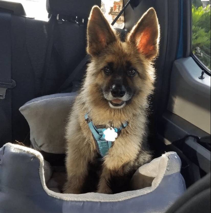 Bestias de fantasía: ¡15 animales con anomalías genéticas inusuales!