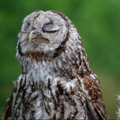 Búhos ofendidos