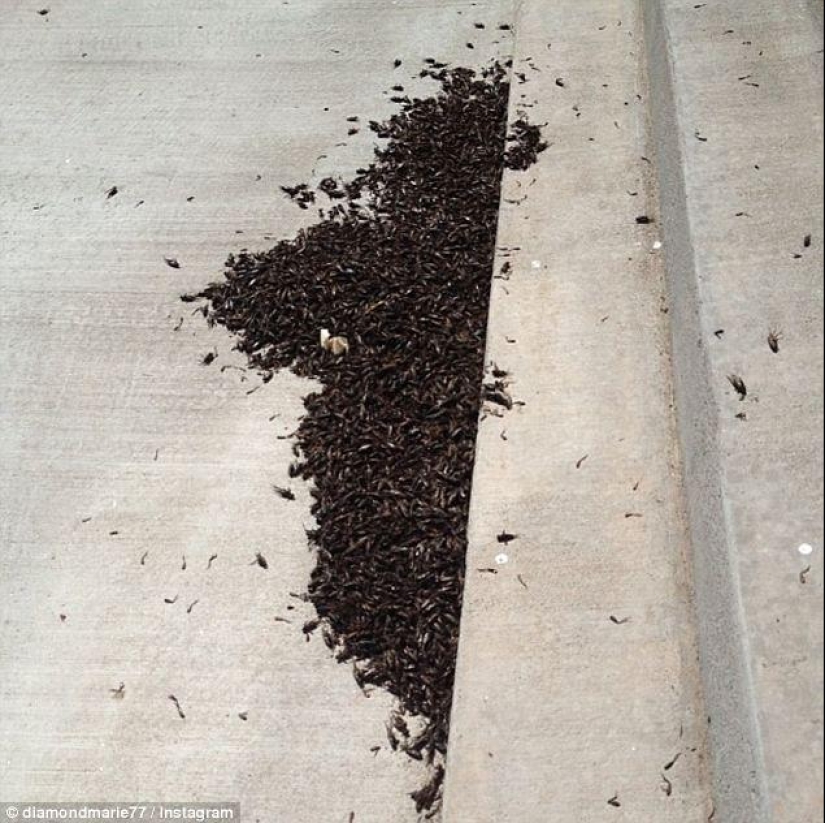 Biblical plague: Cannibal insects attacked the States