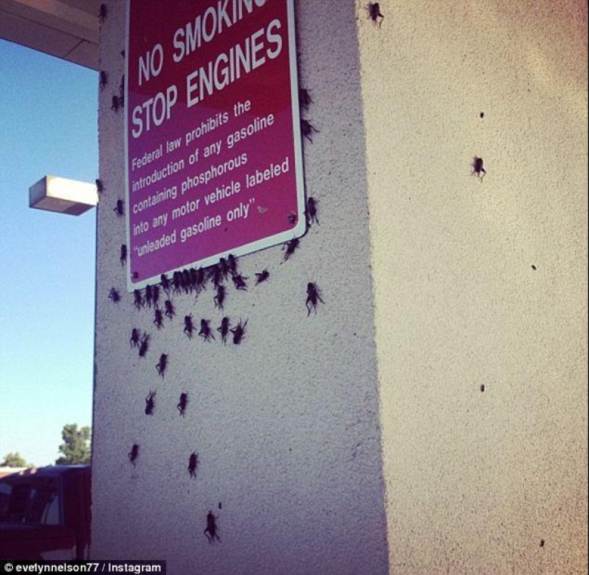 Biblical plague: Cannibal insects attacked the States