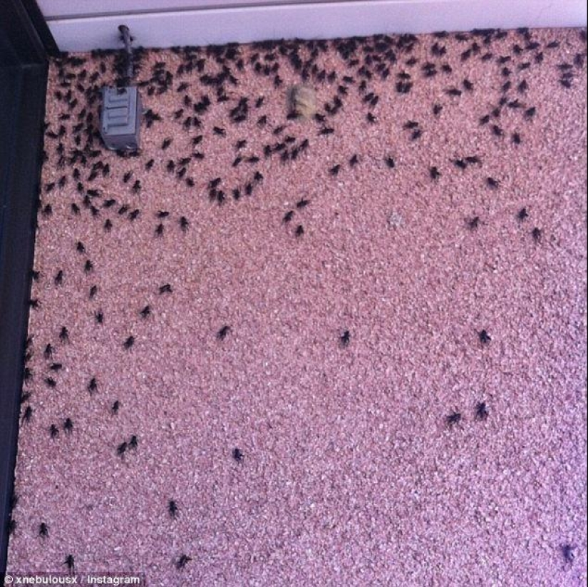 Biblical plague: Cannibal insects attacked the States