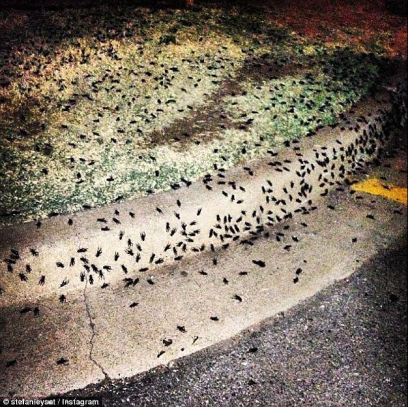 Biblical plague: Cannibal insects attacked the States