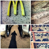 Biblical plague: Cannibal insects attacked the States Biblical plague: Cannibal insects attacked the States