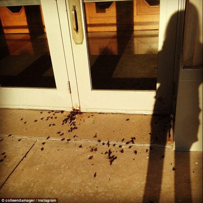 Biblical plague: Cannibal insects attacked the States