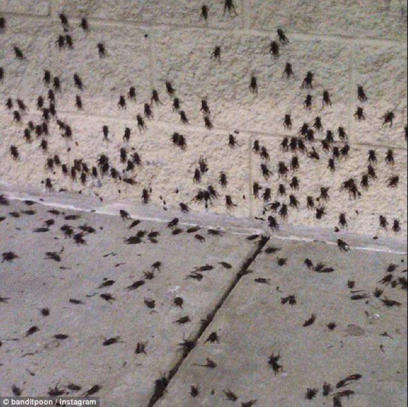 Biblical plague: Cannibal insects attacked the States