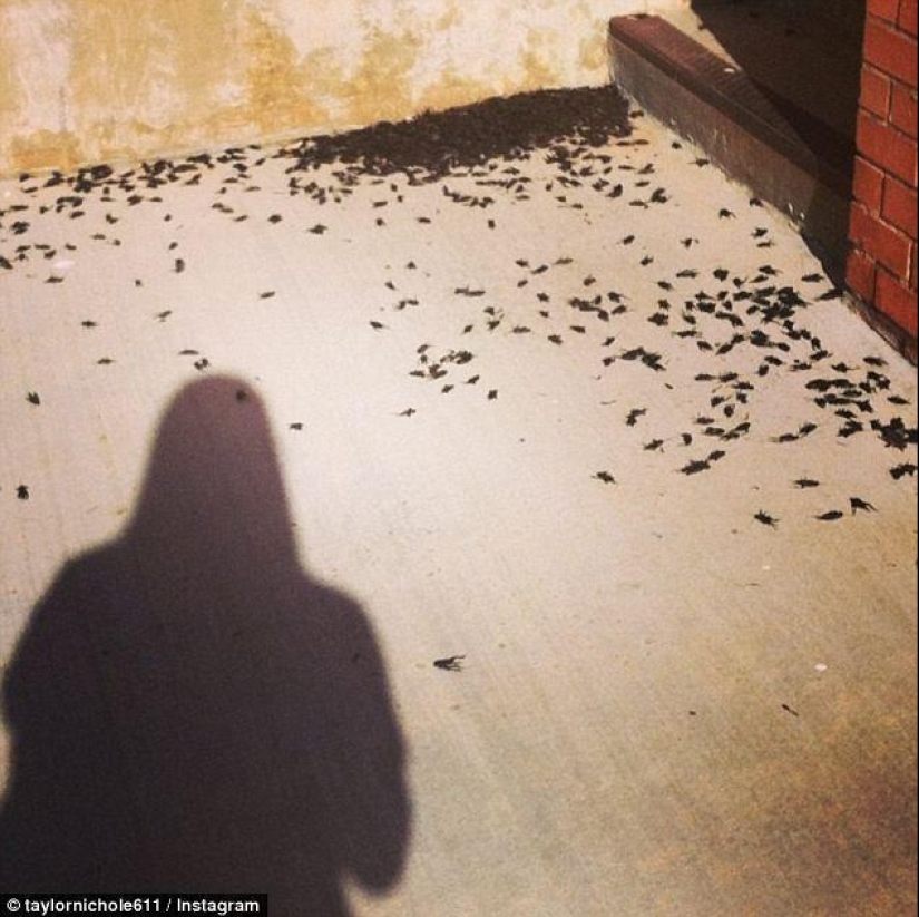 Biblical plague: Cannibal insects attacked the States