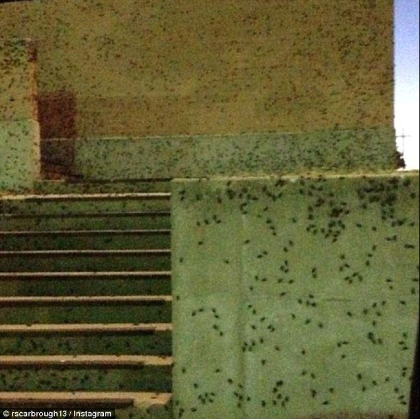 Biblical plague: Cannibal insects attacked the States