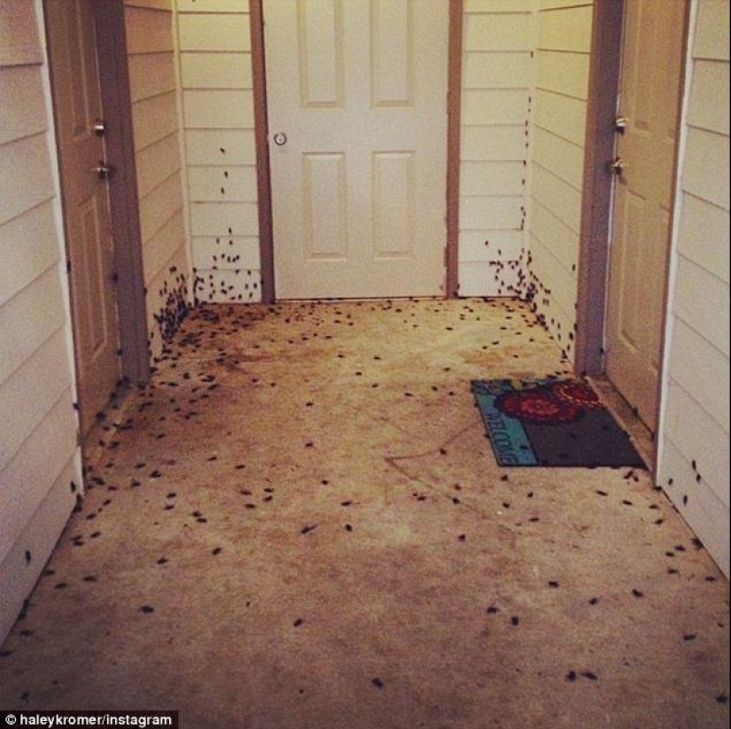 Biblical plague: Cannibal insects attacked the States