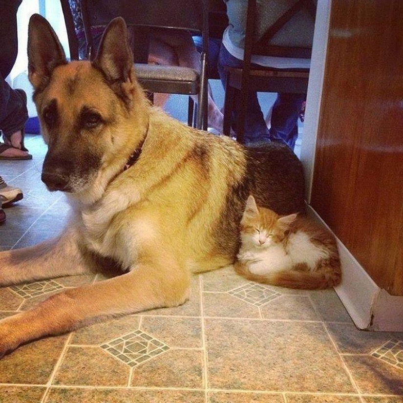 Big dogs that you can't help but love Big dogs that you can't help but love