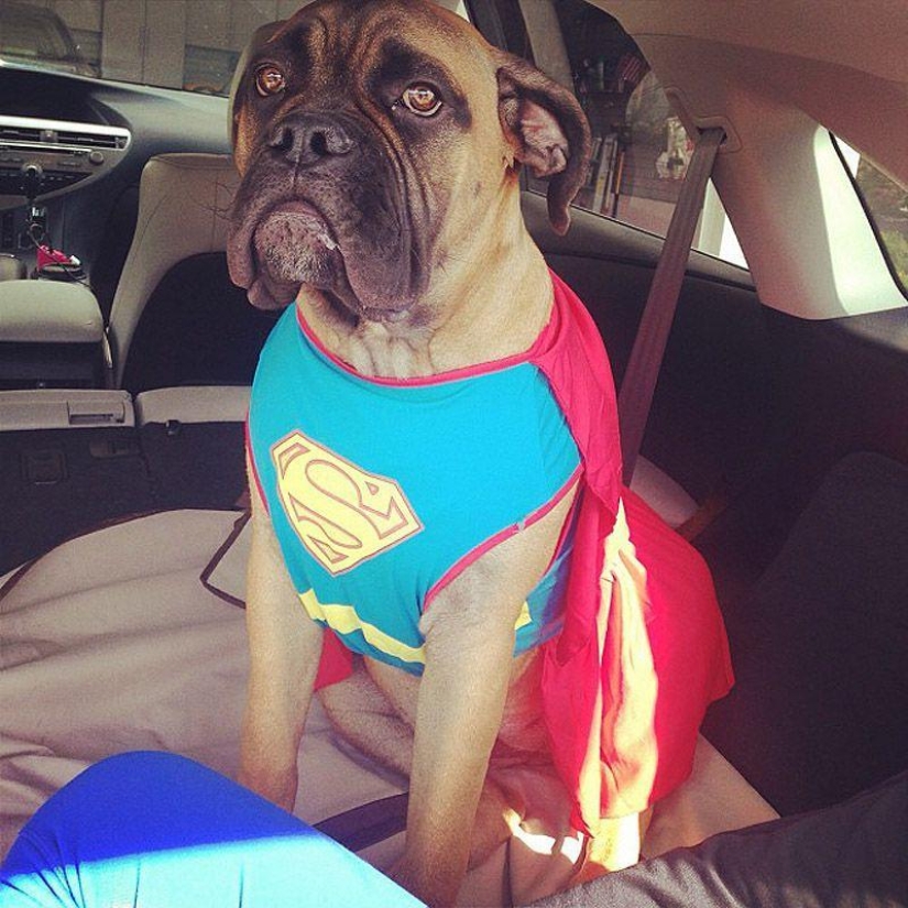 Big dogs that you can't help but love Big dogs that you can't help but love