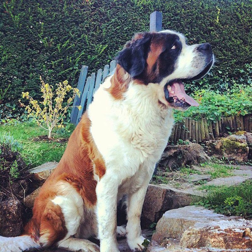 Big dogs that you can't help but love Big dogs that you can't help but love