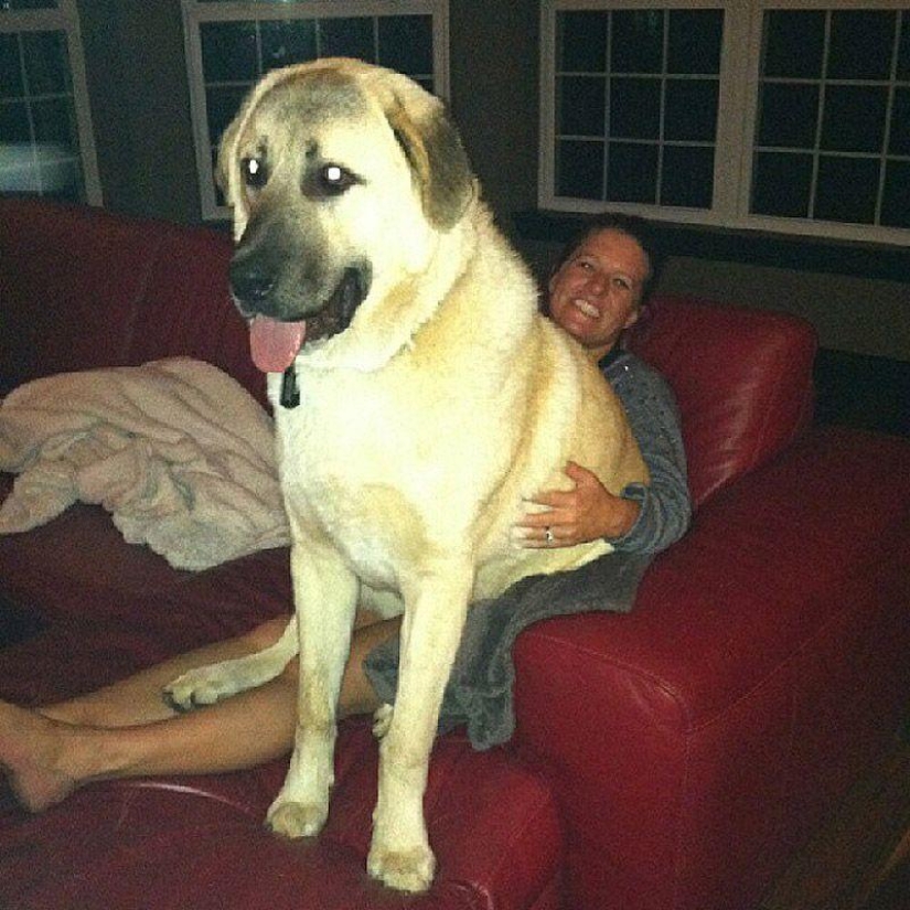 Big dogs that you can't help but love Big dogs that you can't help but love