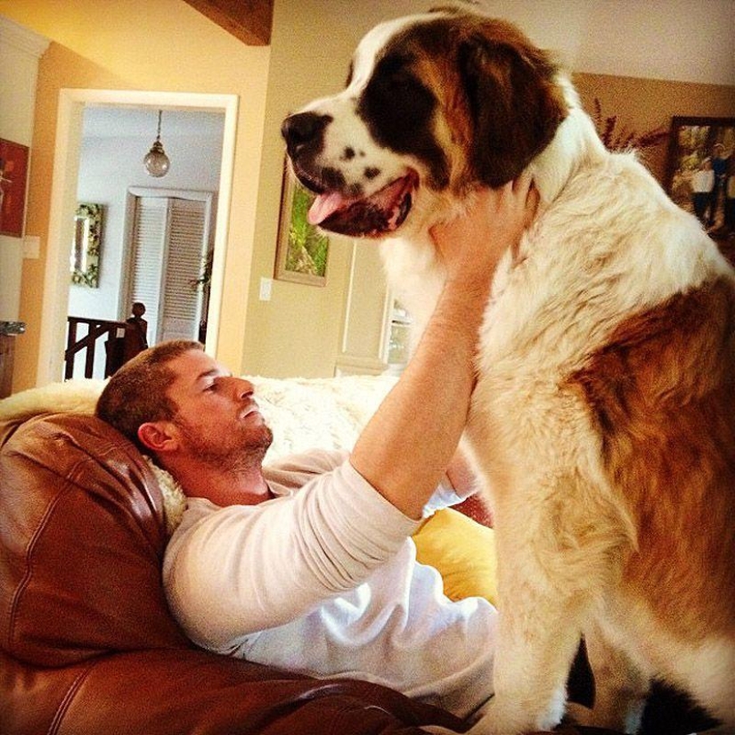 Big dogs that you can't help but love Big dogs that you can't help but love