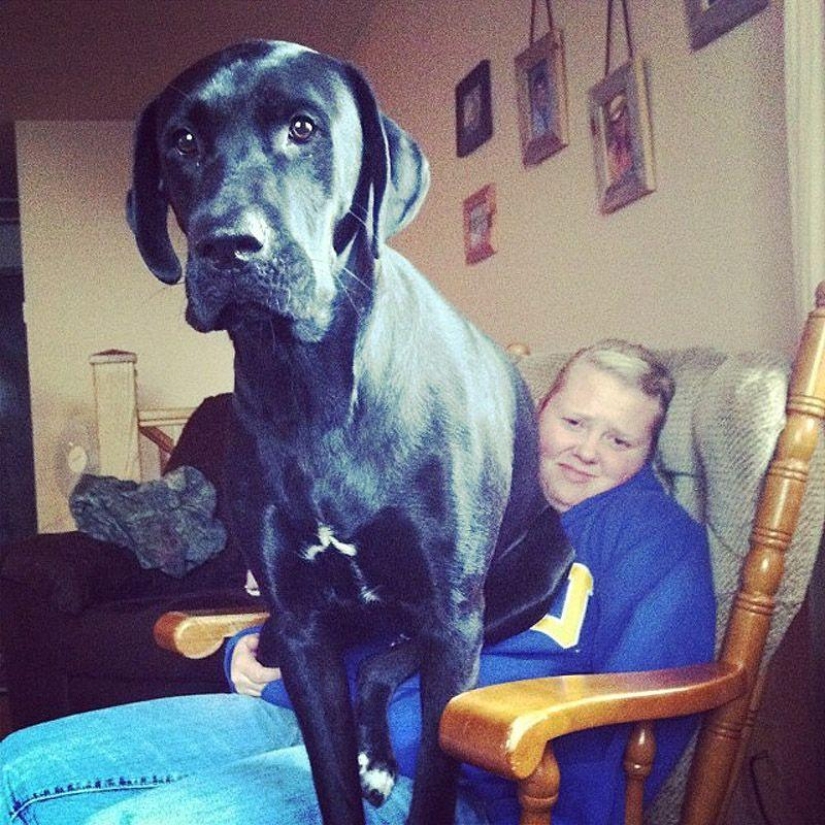 Big dogs that you can't help but love Big dogs that you can't help but love