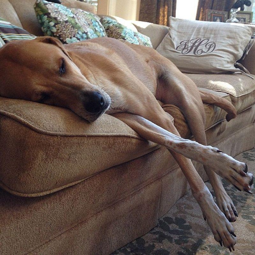 Big dogs that you can't help but love Big dogs that you can't help but love