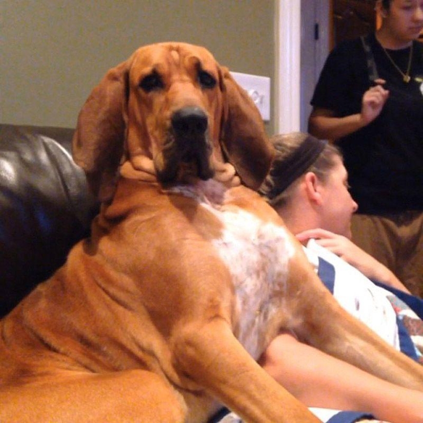 Big dogs that you can't help but love Big dogs that you can't help but love