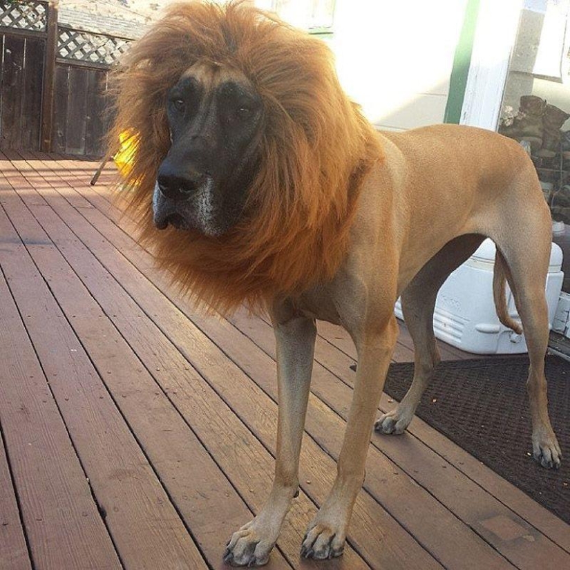 Big dogs that you can't help but love Big dogs that you can't help but love