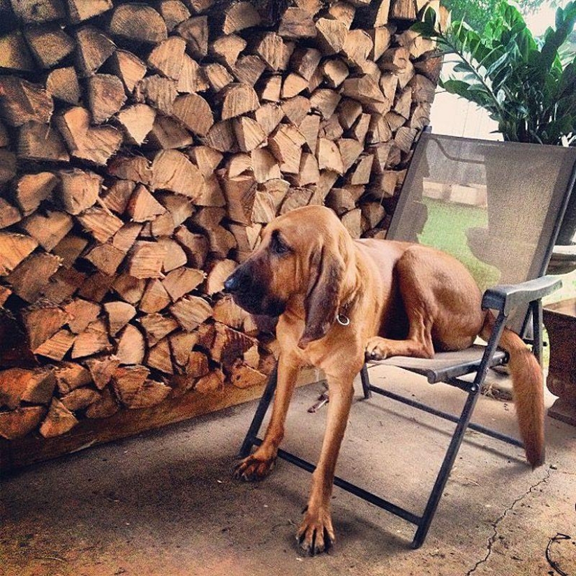 Big dogs that you can't help but love Big dogs that you can't help but love