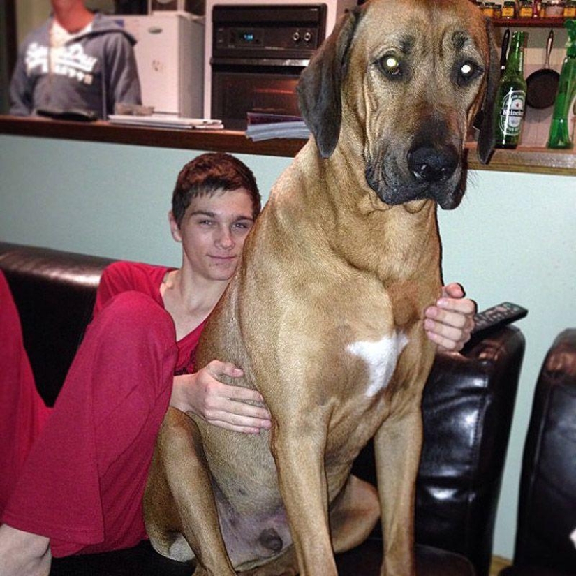 Big dogs that you can't help but love Big dogs that you can't help but love