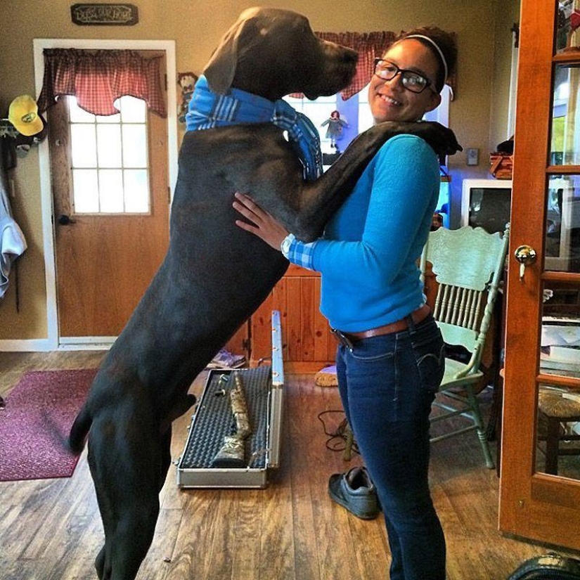 Big dogs that you can't help but love Big dogs that you can't help but love