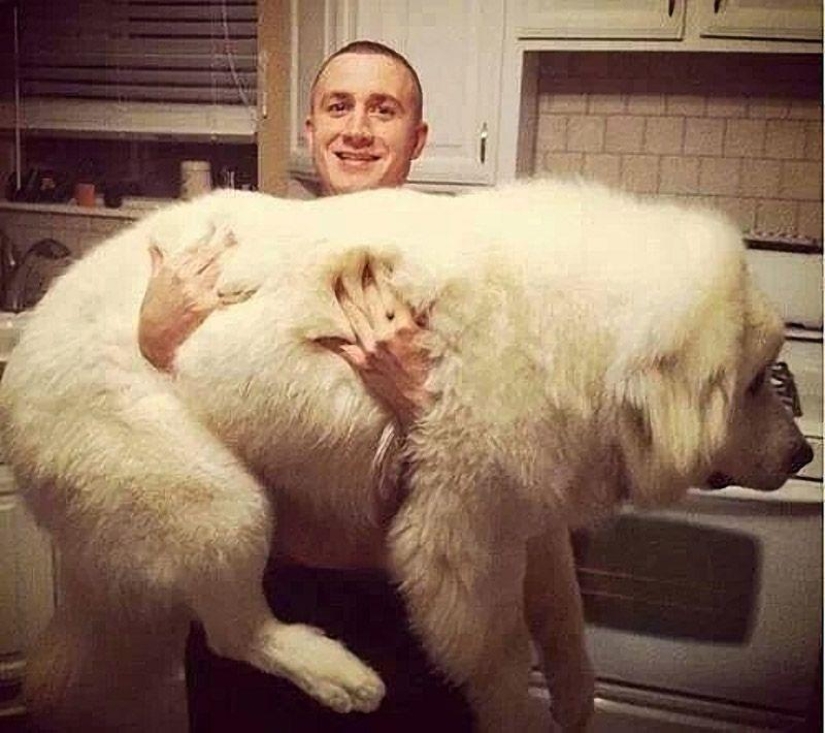 Big dogs that you can't help but love Big dogs that you can't help but love