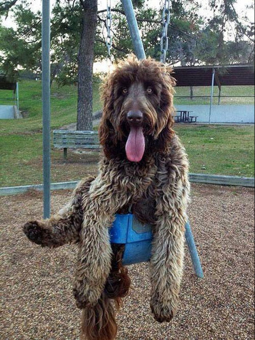 Big dogs that you can't help but love Big dogs that you can't help but love