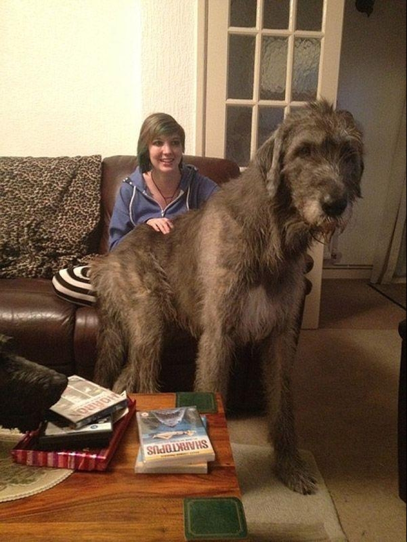 Big dogs that you can't help but love Big dogs that you can't help but love