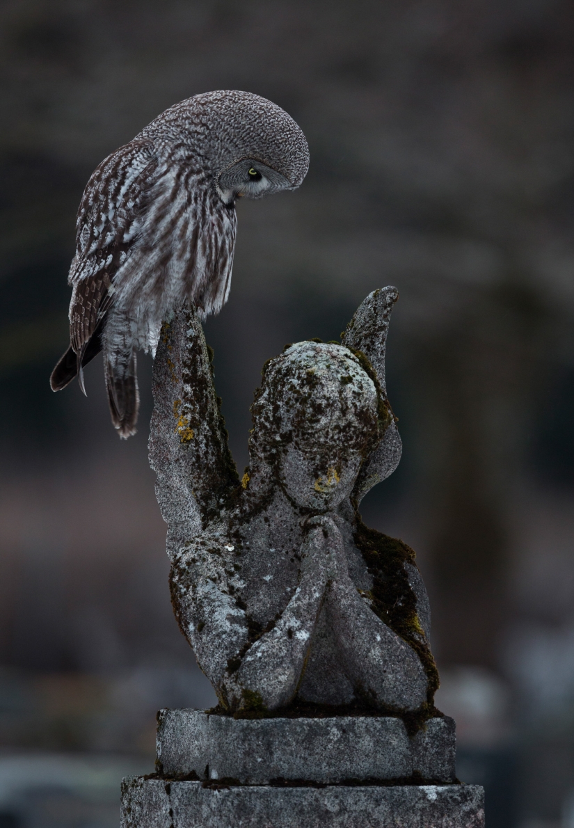 Bird Photographer Of The Year 2023 Unveils Winged Wonders