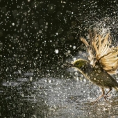 BirdLife Australia Photography Awards 2023: las mejores fotografías de aves australianas