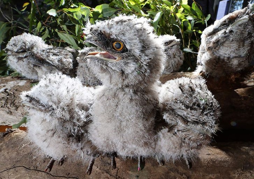 Birds that look like owls but aren't Birds that look like owls but aren't