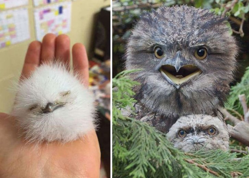 Birds that look like owls but aren't Birds that look like owls but aren't