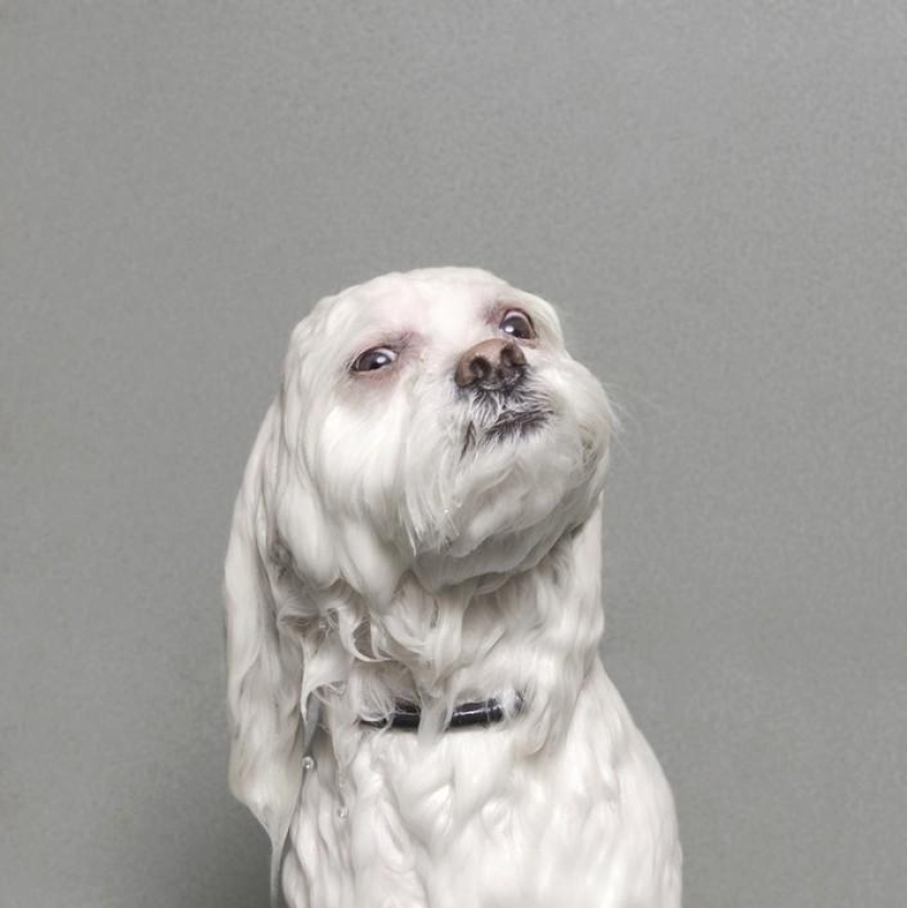 Bitch without a hitch