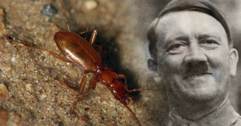 Blind beetle named after Hitler became a victim of neo-Nazis Blind beetle named after Hitler became a victim of neo-Nazis