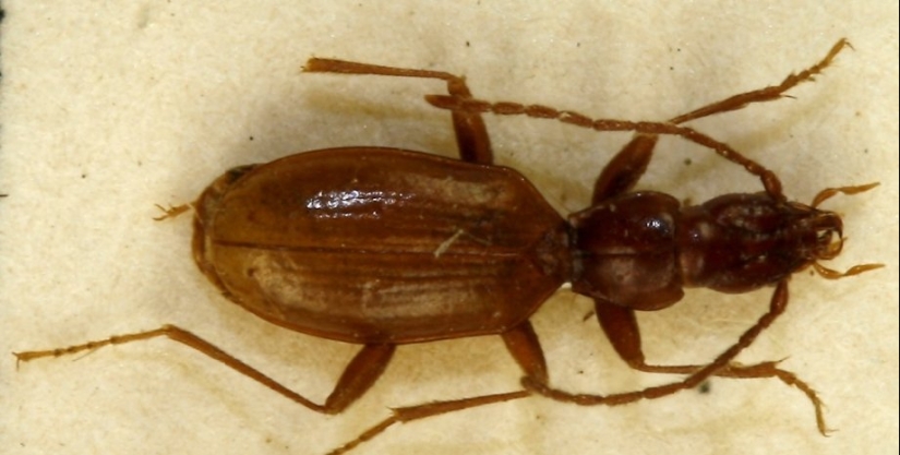 Blind beetle named after Hitler became a victim of neo-Nazis Blind beetle named after Hitler became a victim of neo-Nazis