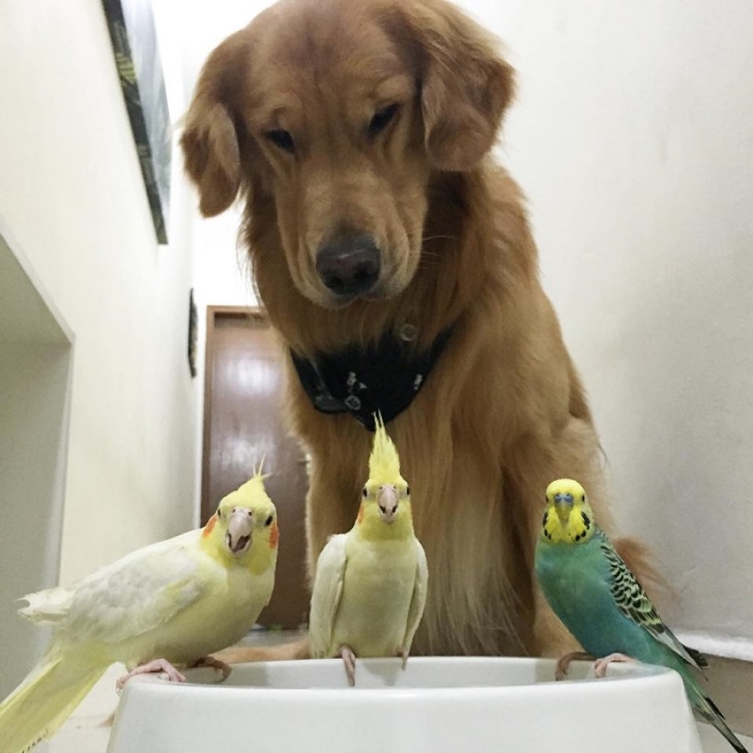 Bob el Golden Retriever es la nueva celebridad de facebook