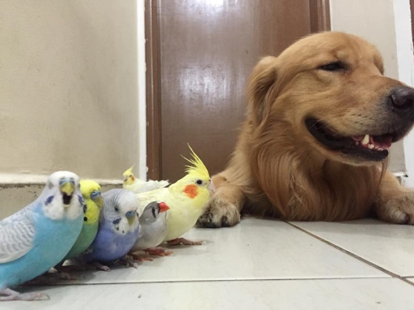 Bob el Golden Retriever es la nueva celebridad de facebook