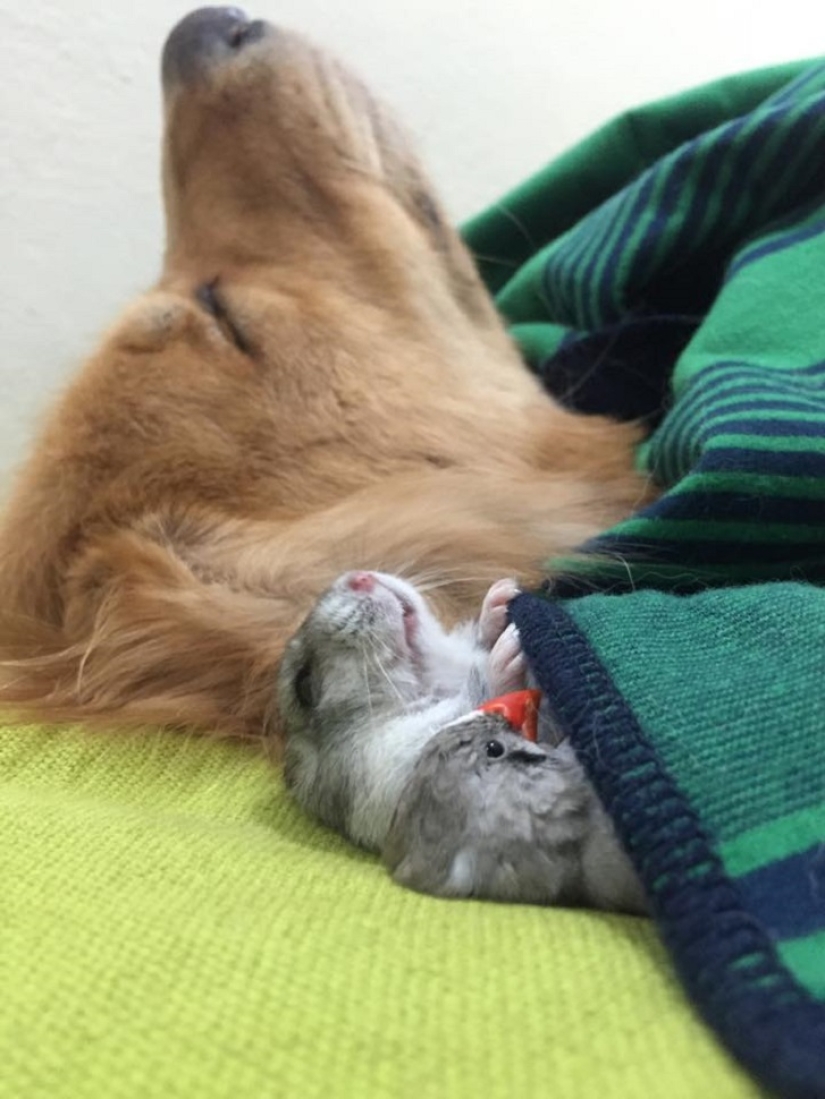 Bob el Golden Retriever es la nueva celebridad de facebook