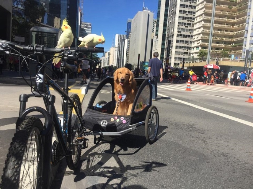 Bob el Golden Retriever es la nueva celebridad de facebook